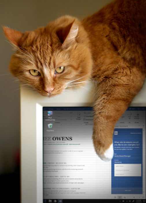 Kitty loves the new Resume Assistant in Word