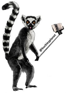 buckleyplanet lemur